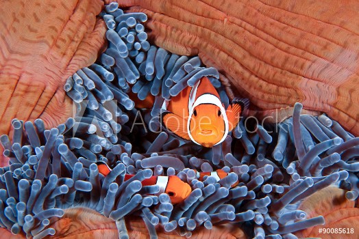 Image de Clownfish family Amphiprion ocellaris